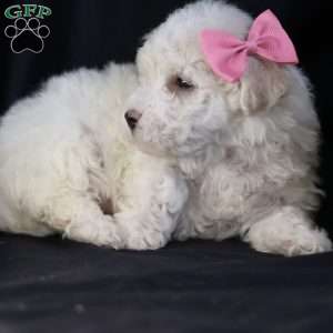 Brianna, Bichon Frise Puppy